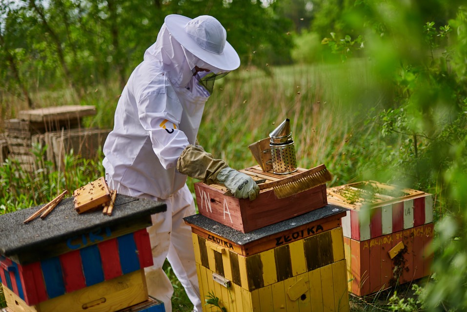 Pszczelarz w białym kombinezonie przy kolorowych ulach, używający podkurzacza. Widoczne pszczoły w powietrzu i narzędzia pszczelarskie. Ujęcie w plenerze, w otoczeniu zieleni.