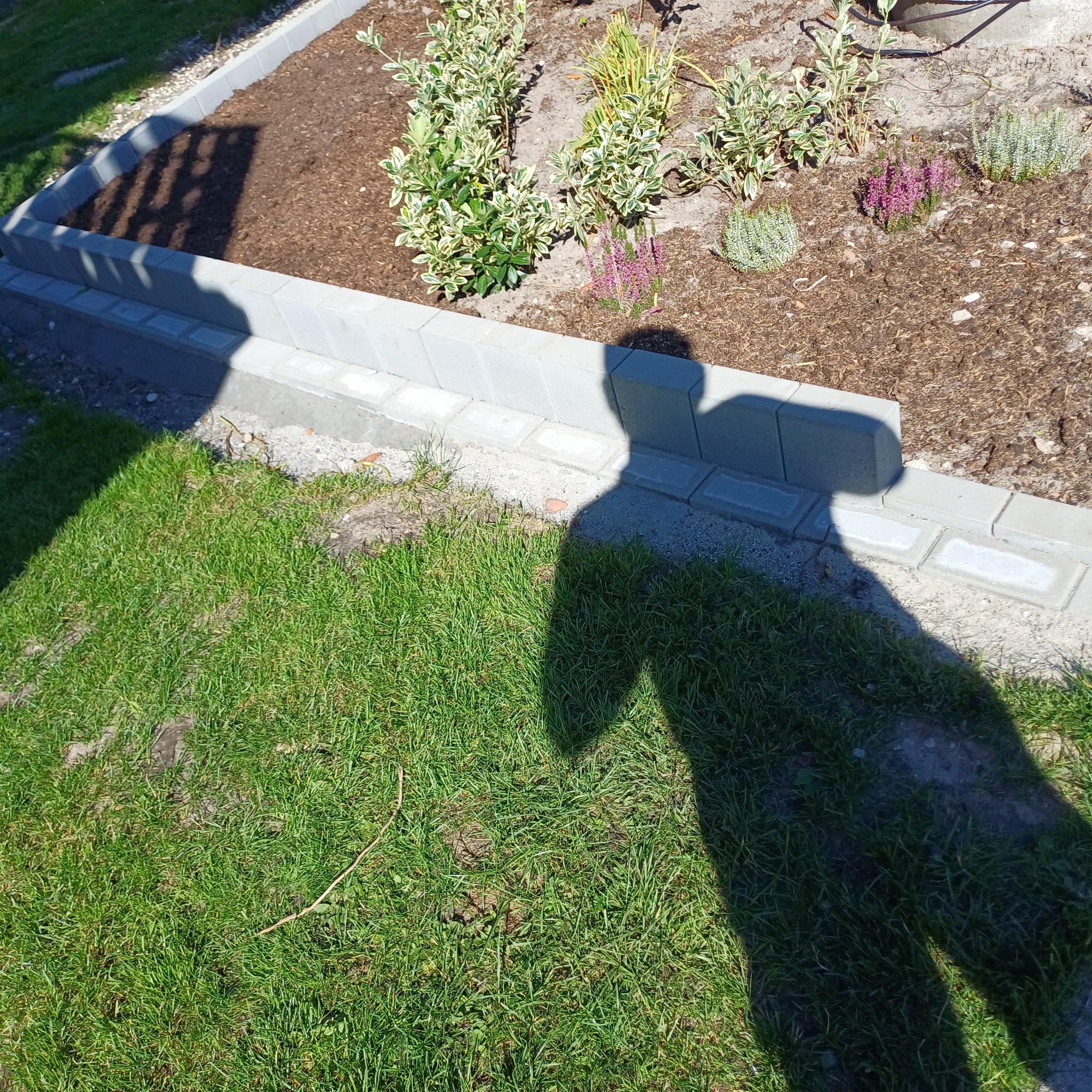 Wykończony rabat kwiatowy z obrzeżem z kostki brukowej, wypełniony korą i roślinami. Cień osoby na pierwszym planie. Słoneczny dzień.