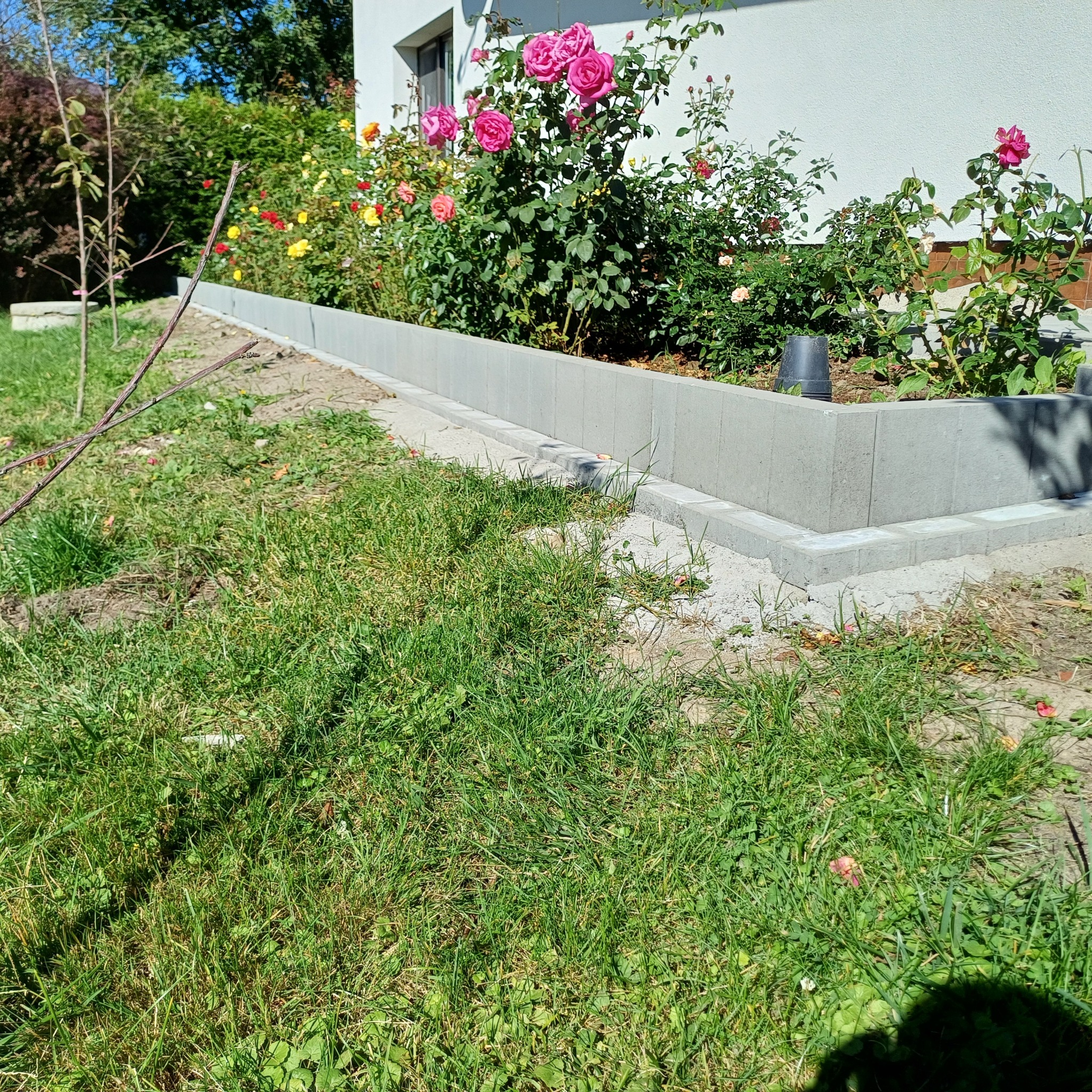 Wykończony obrzeże rabaty kwiatowej z szarej kostki betonowej, oddzielające trawnik od rabaty z różami przy białym budynku. Słoneczny dzień.