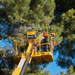 Usługi leśne - Przed domem Gryfice