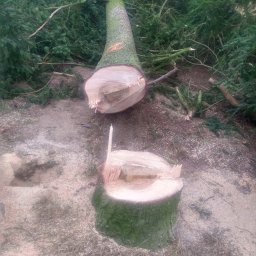 Wycinka drzew Płoty 1