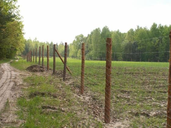 Nowo postawione ogrodzenie z drewnianych słupków i siatki na skraju lasu. Widoczny stos ziemi przy jednym ze słupków.