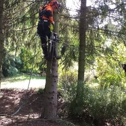 Arborysta w pomarańczowym kombinezonie, zabezpieczony linami, przycina gałęzie wysokiego drzewa piłą łańcuchową. Widok z dołu, w tle zieleń.