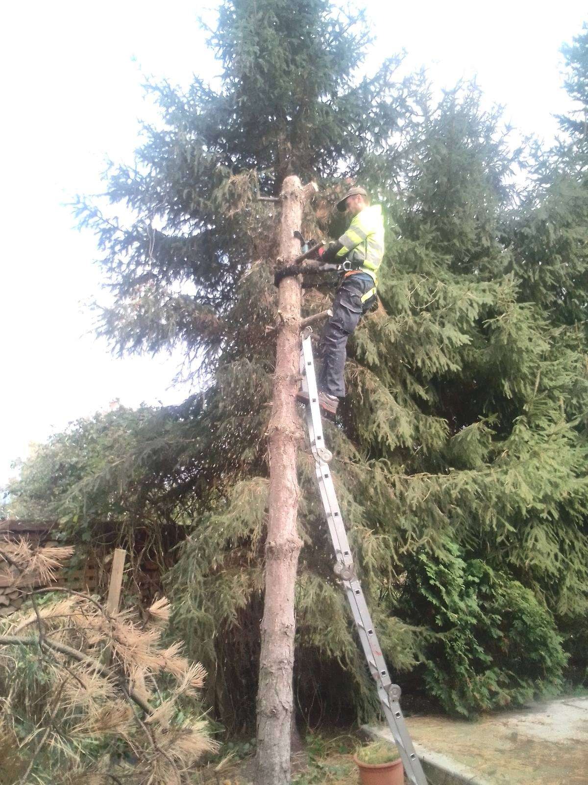 Arborysta w uprzęży, na drabinie, przycina wysokie drzewo piłą spalinową. W tle gęste korony drzew i ścięte gałęzie. Praca na wysokościach.