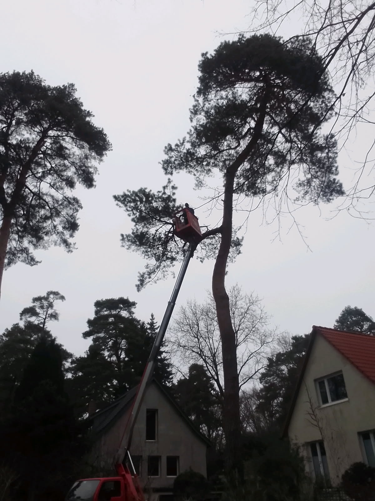 Pracownik w podnośniku koszowym przycina wysokie drzewo iglaste w pobliżu domów jednorodzinnych. Szary dzień.