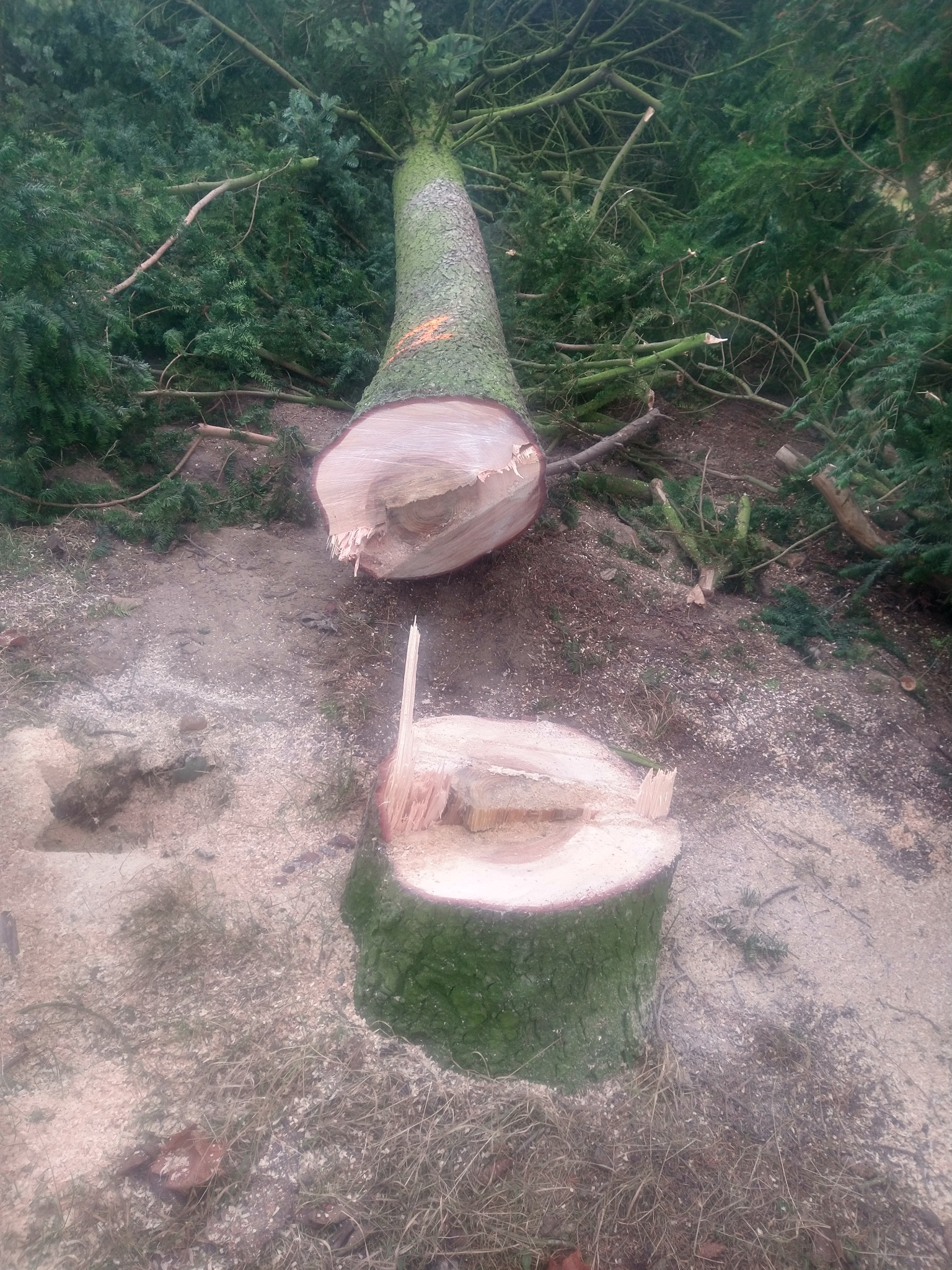 Ścięte drzewo iglaste z widocznym pniem i leżącym pniem, otoczone gałęziami i trocinami. Ślad po wycince drzewa.