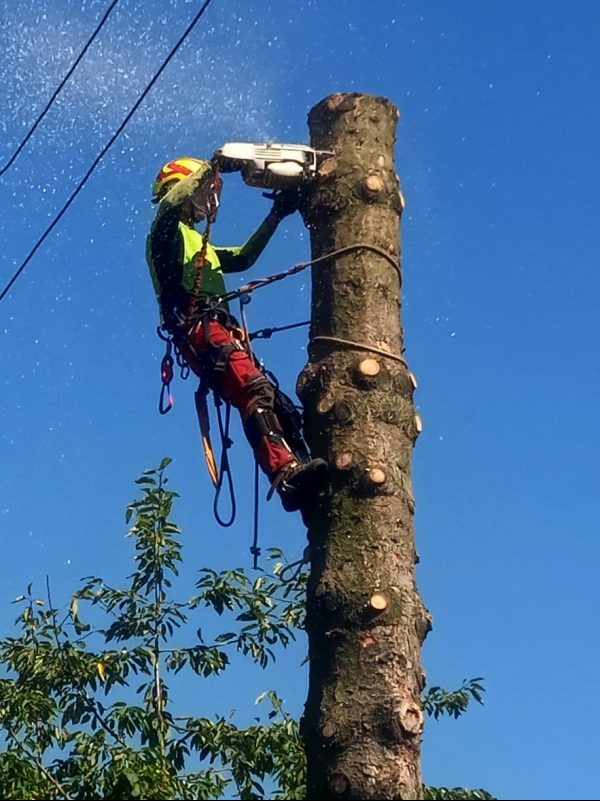 Arborysta w kasku i uprzęży tnie pień drzewa piłą łańcuchową na wysokości, w tle błękitne niebo i korony drzew. Widoczne ślady po wcześniejszych cięciach.
