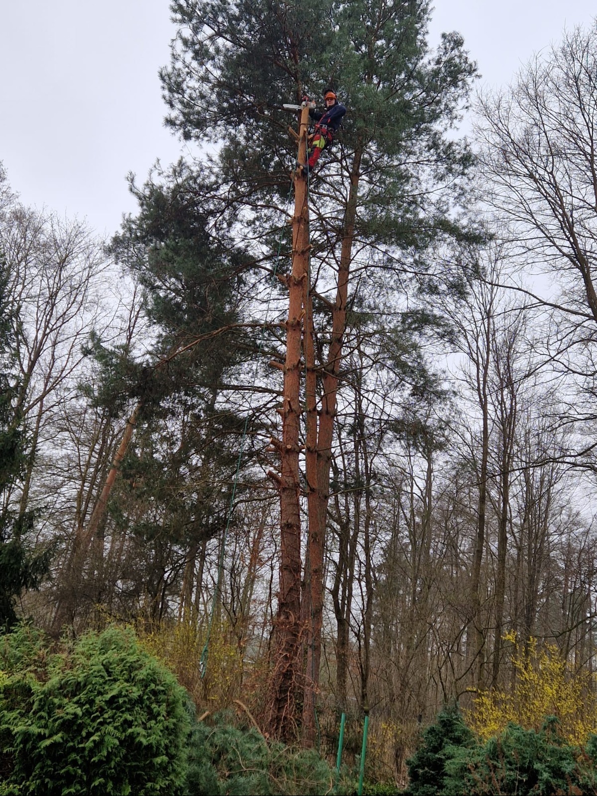 Arborysta w kasku i uprzęży, na wysokości, przycina gałęzie wysokiej sosny piłą spalinową. W tle inne drzewa bez liści i pochmurne niebo.