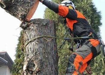 Arborysta w kasku, z liną i piłą, w trakcie pracy na drzewie. Ubrany w odzież ochronną w kolorze pomarańczowo-szarym. Widoczne ścięte gałęzie i fragment pnia.