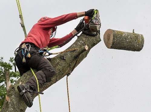 Arborysta w kasku, z zabezpieczeniami, tnie gałąź piłą spalinową. Odcięty kawałek drewna w locie, w tle niebo. Praca na wysokościach.