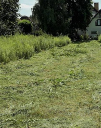 Świeżo skoszona trawa na tle domu z ogrodem, widoczne resztki trawy po koszeniu, część trawnika jeszcze nie skoszona, wysoka trawa przy granicy działki.