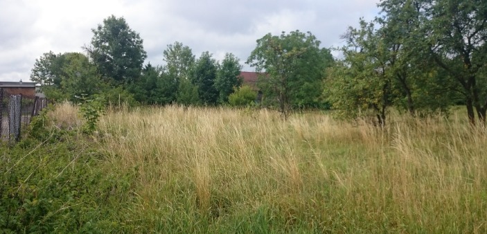 Zarośnięta działka z wysoką, suchą trawą i drzewami w tle, częściowo ogrodzona siatką. Widok na zaniedbany teren przed zabiegiem pielęgnacyjnym.