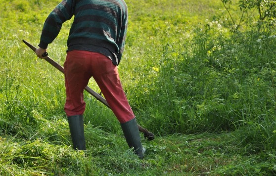 Mężczyzna w czerwonych spodniach i gumowcach kosi trawę kosą ręczną na zarośniętej łące w słoneczny dzień. Widoczne ścięte źdźbła trawy i część drzewa w tle.