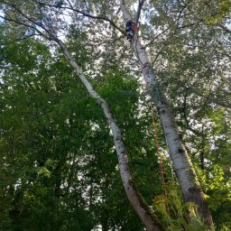 Wycinka drzew Poznań 1