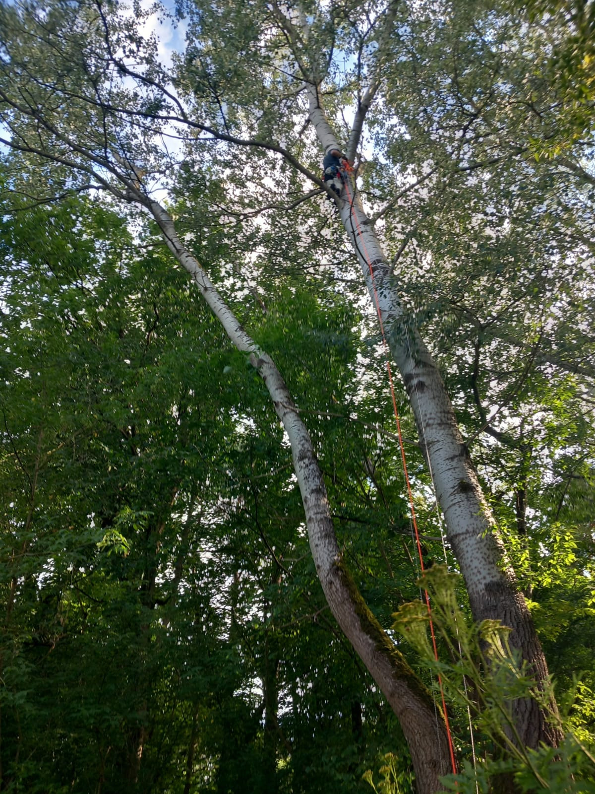 Pracownik na linie, w trakcie wspinaczki na wysokie drzewo o jasnej korze, w celu pielęgnacji. Widok z dołu, korony drzew i niebo w tle.