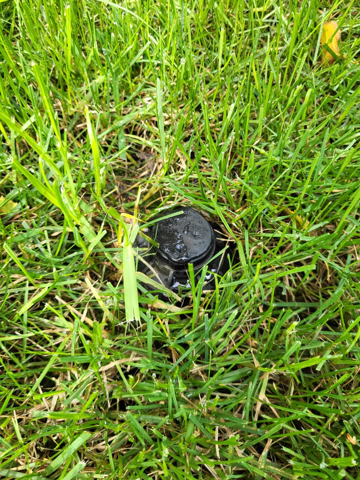 Czarny zraszacz Rain Bird zanurzony w gęstej, zielonej trawie. Krople wody na obudowie sugerują świeże nawadnianie. Widok z góry.