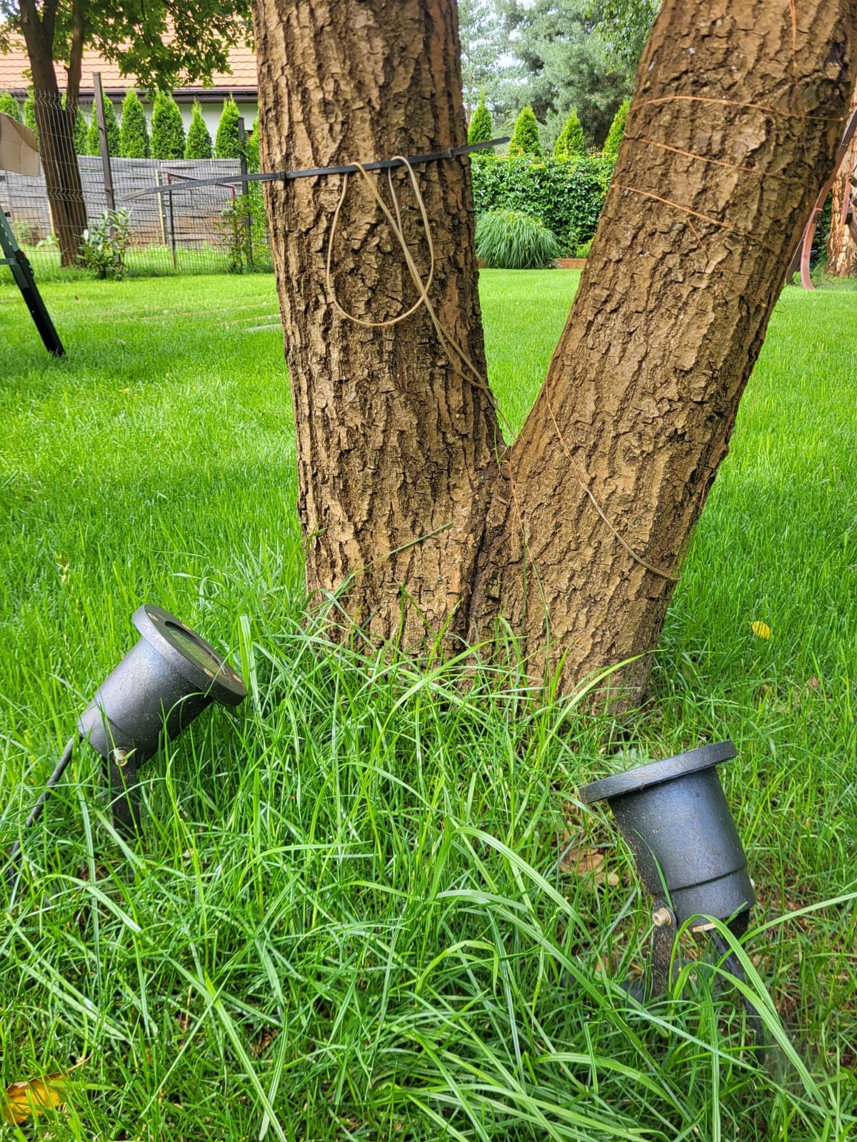 Dwa reflektory ogrodowe oświetlają drzewo z grubą korą w bujnym, zielonym trawniku. W tle widoczne krzewy i drzewa.