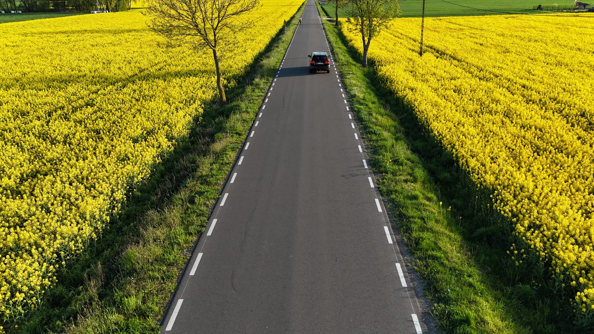 Centralny kadr z lotu ptaka: asfaltowa droga przez kwitnące na żółto pola rzepaku, z oddalającym się czarnym SUV-em. Dwa drzewa po bokach drogi.