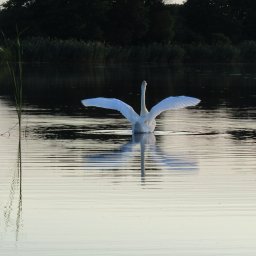 Fotograf na chrzest Łomna-Las 2