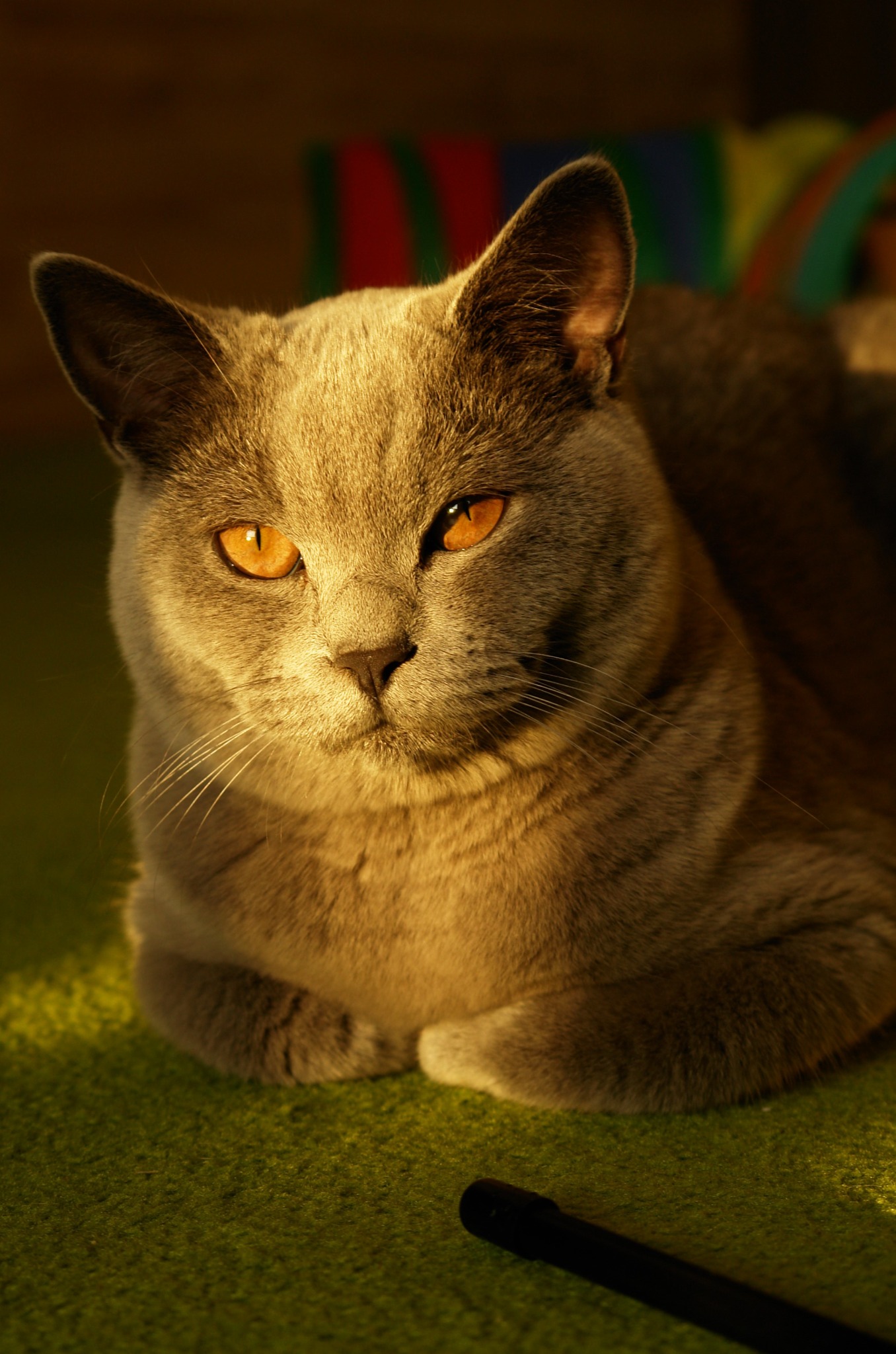 Szary kot brytyjski z bursztynowymi oczami leży na zielonym dywanie w ciepłym, słonecznym świetle. W tle kolorowa poduszka.