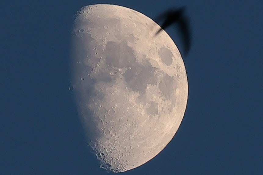 Szczegółowe ujęcie Księżyca w fazie pierwszej kwadry, z ciemną sylwetką ptaka przelatującego na tle jego jasnej powierzchni, na tle ciemnoniebieskiego nieba.