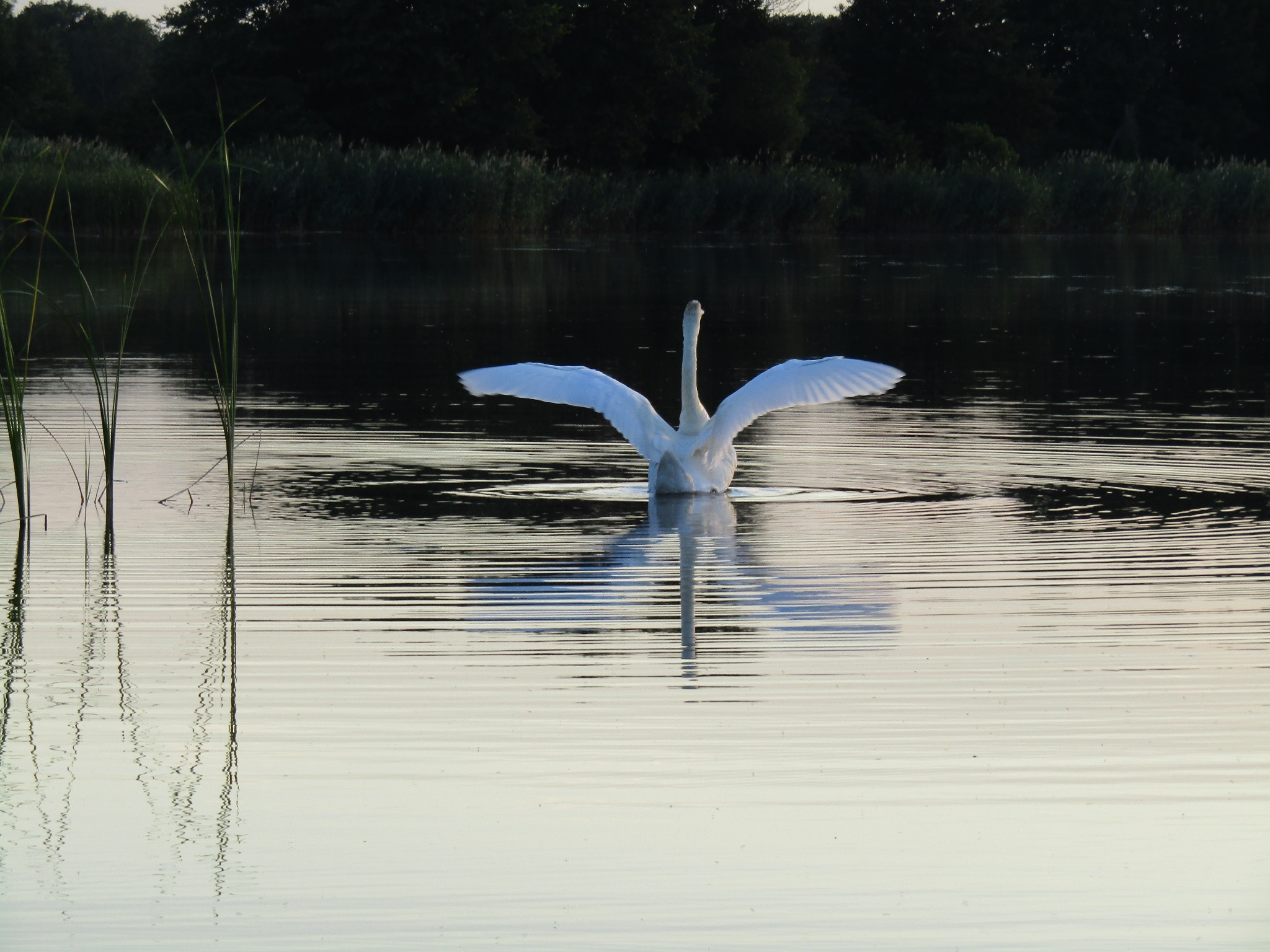 Biały łabędź z rozpostartymi skrzydłami na spokojnej wodzie jeziora o zmierzchu, z odbiciami w wodzie i ciemnym pasem drzew w tle.