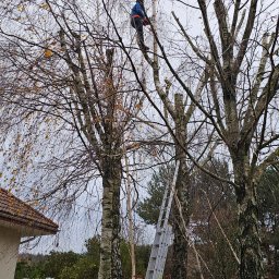 Dom i Ogród - Pracownik w uprzęży przycina drzewo na wysokości w Łodzi. Widoczna drabina oparta o pień, częściowo ogołocone gałęzie i budynek w tle. Jesienne otoczenie.