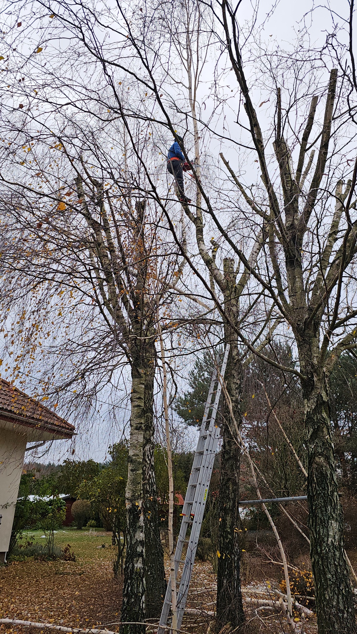 Pracownik w uprzęży przycina drzewo na wysokości w Łodzi. Widoczna drabina oparta o pień, częściowo ogołocone gałęzie i budynek w tle. Jesienne otoczenie.