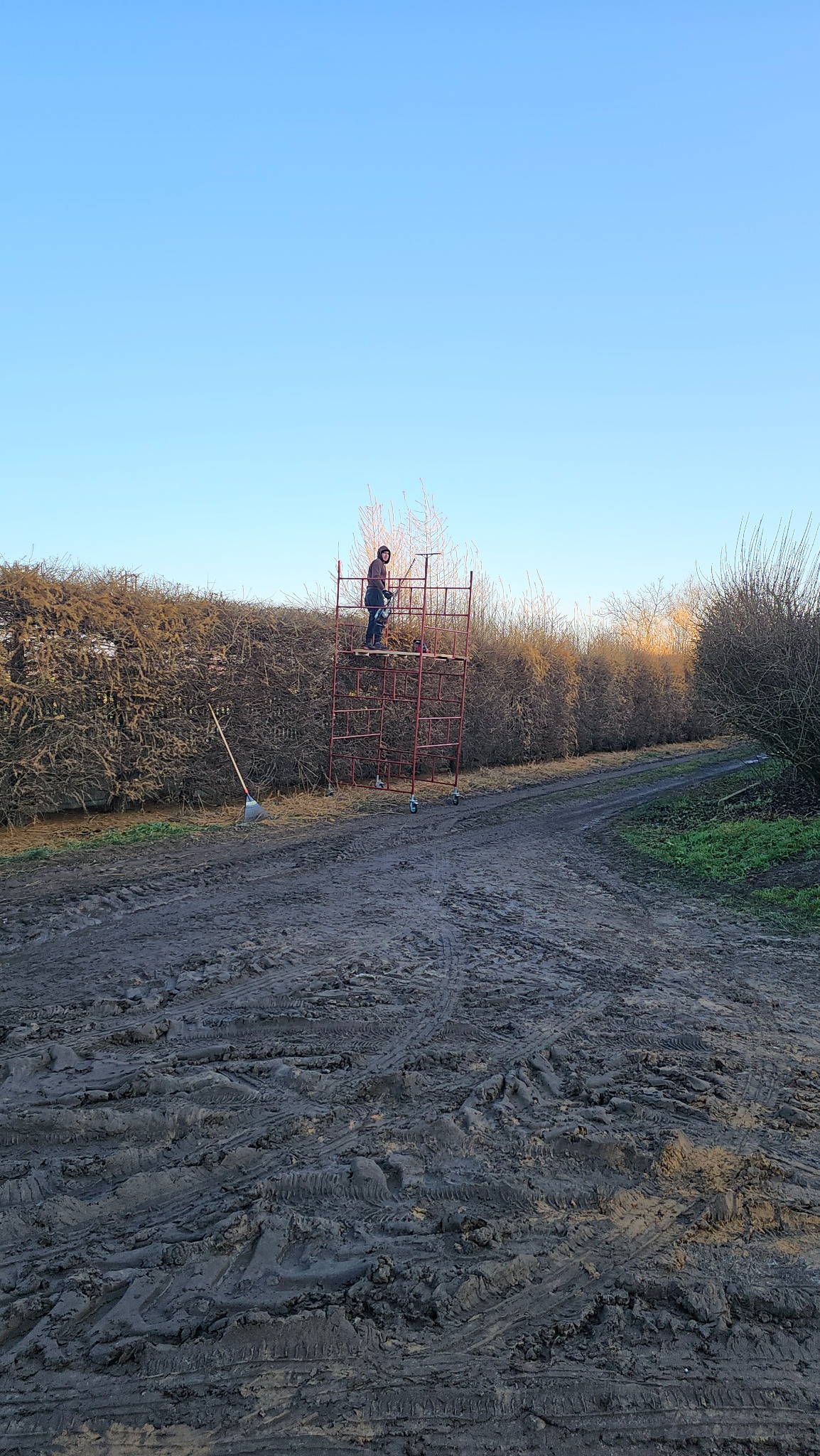 Osoba na rusztowaniu przy wysokim żywopłocie, prawdopodobnie podczas przycinania. Ślady opon na błotnistym podłożu. Rake oparty o żywopłot.