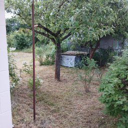 Zadbany Ogród - Ogród z drzewami owocowymi i suchą trawą po koszeniu. Widoczny pień drzewa i przykryta konstrukcja. Trawa krótko skoszona.
