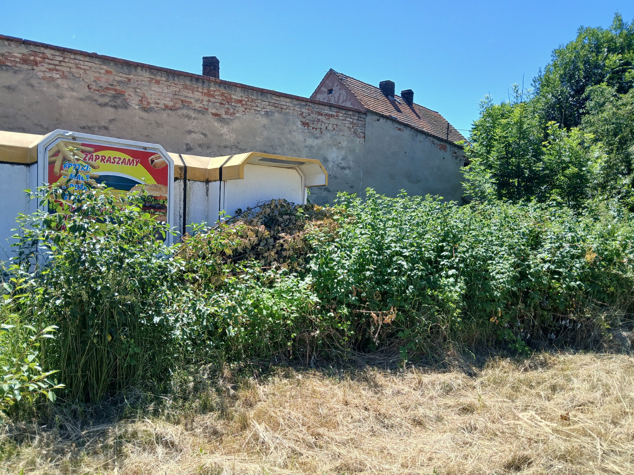 Wycinanie dzikich malin