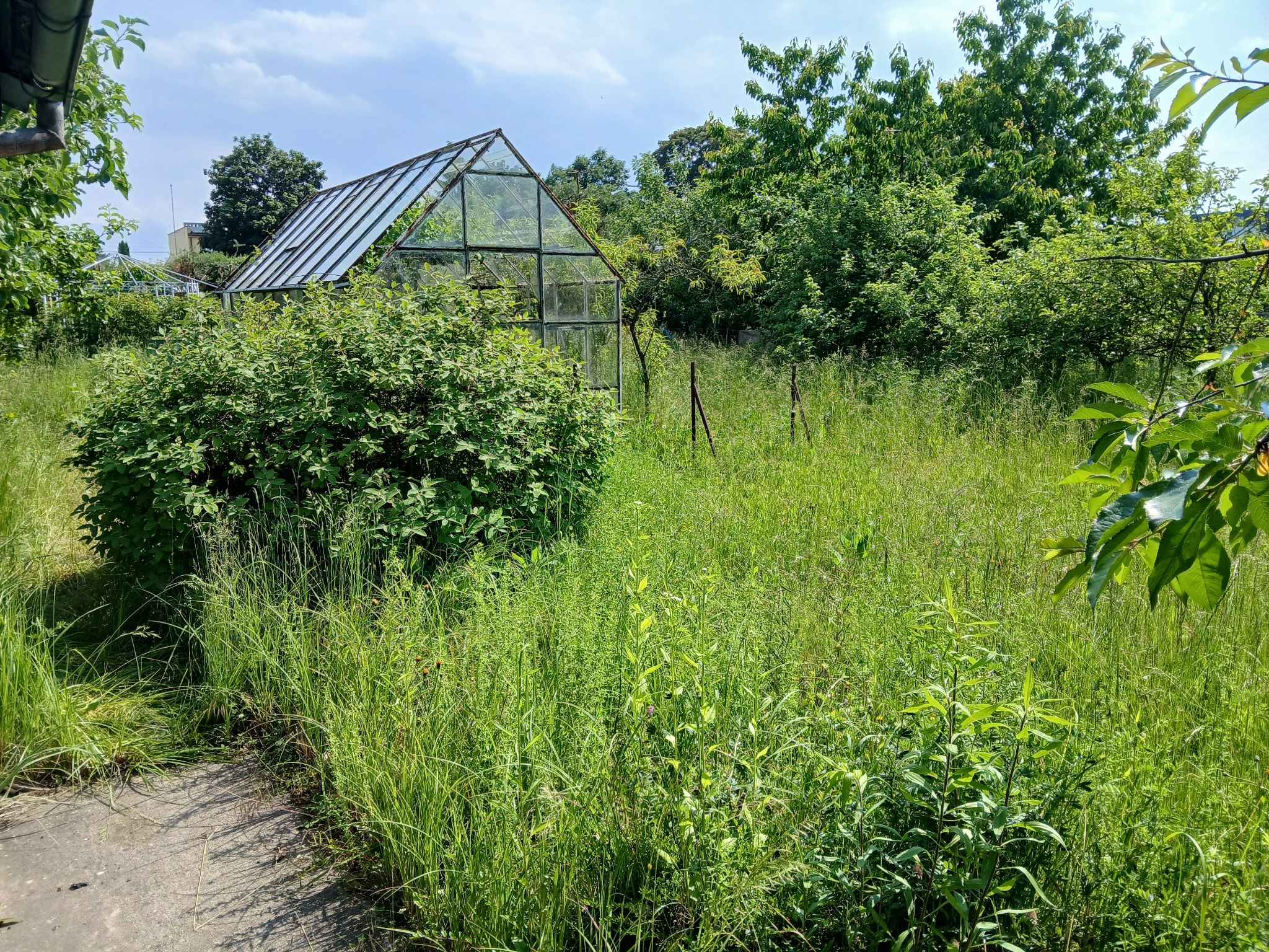 Działka przed koszeniem