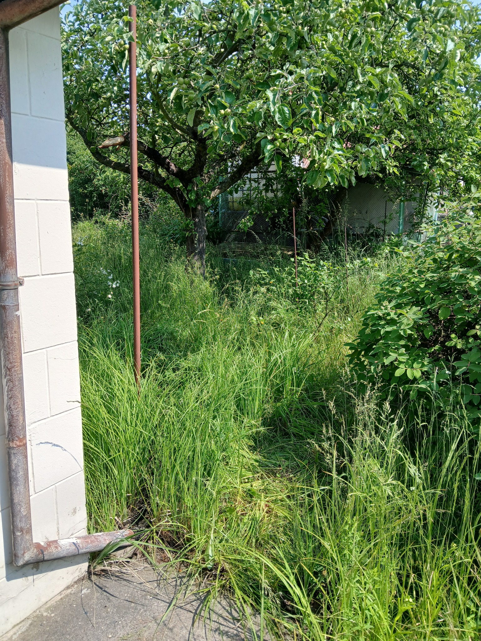 Zarośnięty ogród z wysoką trawą i drzewami owocowymi, widok zza rogu budynku z rurą spustową. Stan przed koszeniem i pielęgnacją.