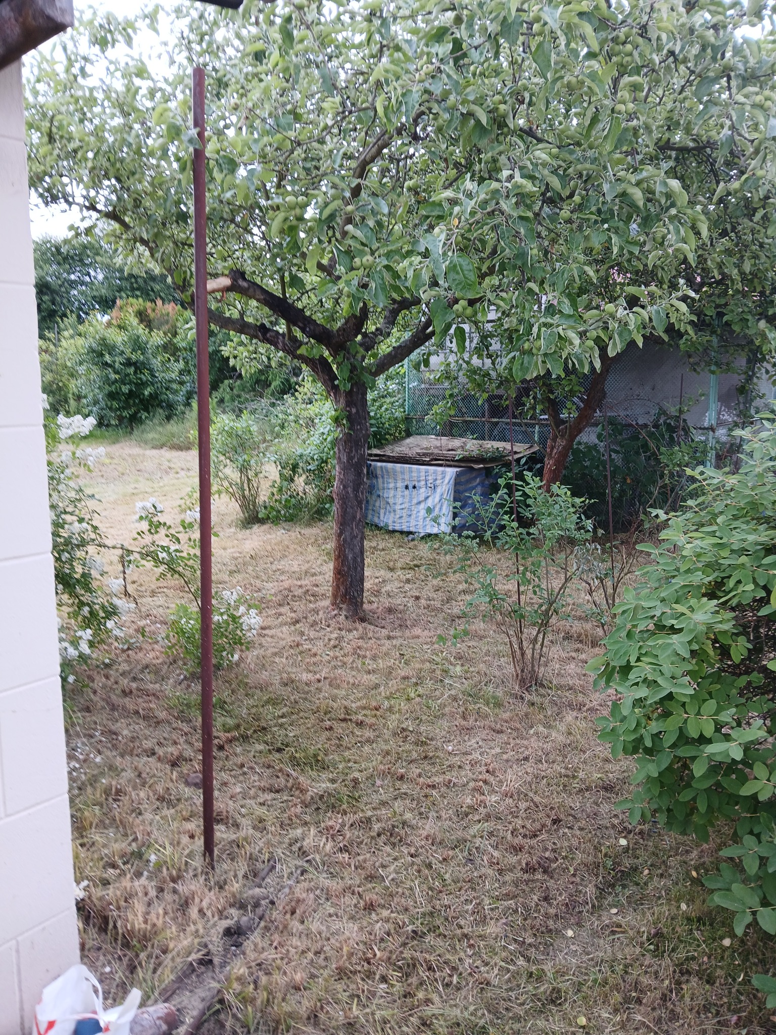 Ogród z drzewami owocowymi i suchą trawą po koszeniu. Widoczny pień drzewa i przykryta konstrukcja. Trawa krótko skoszona.