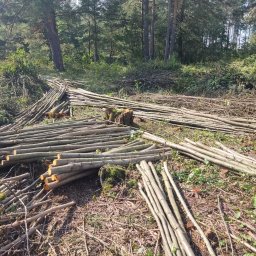 Wycinka drzew Przykopka 2