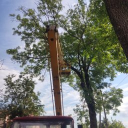 Wycinka drzew Przykopka 4