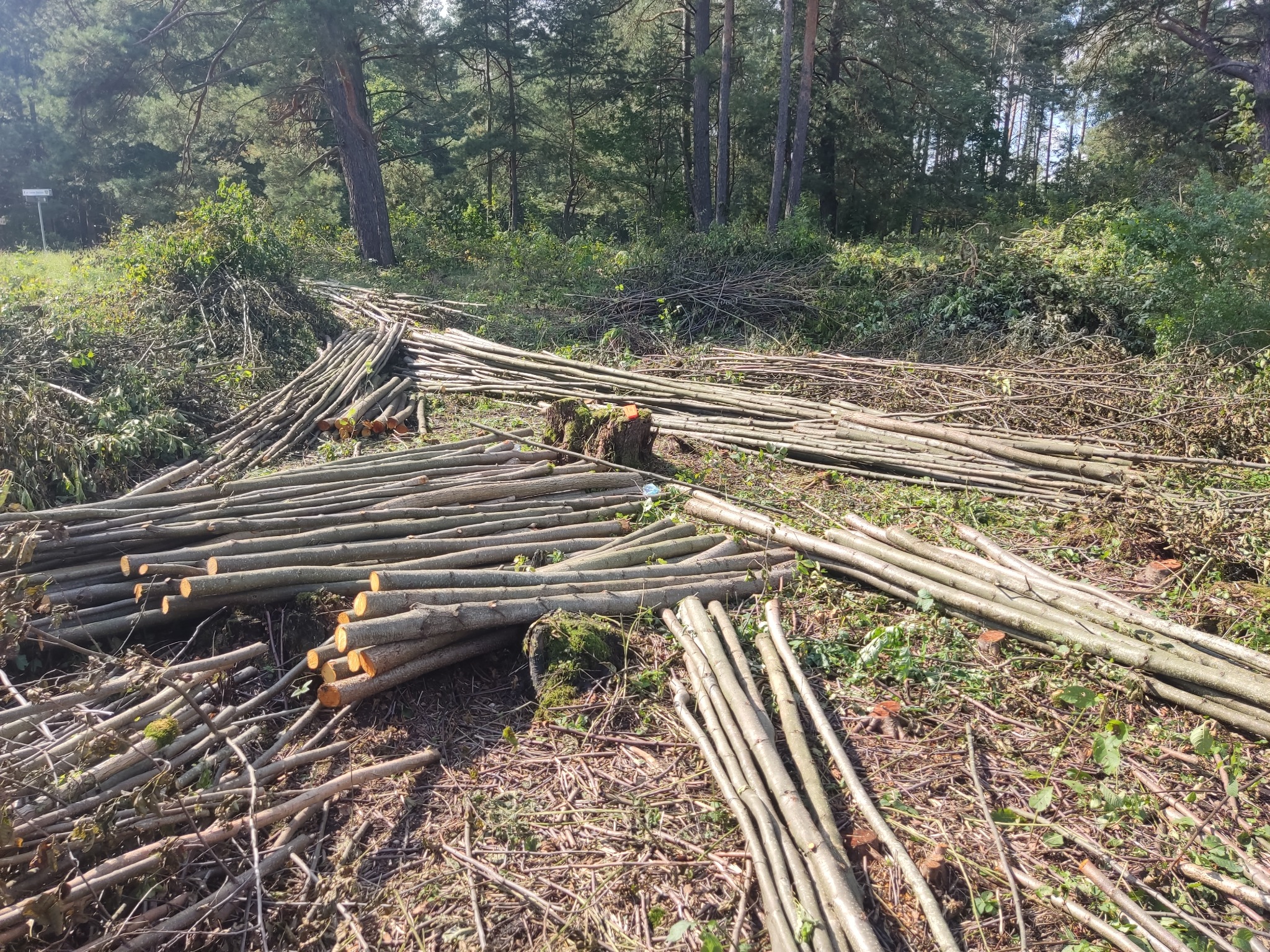 Świeżo ścięte gałęzie i pnie drzew ułożone na ziemi po wycince, z widocznym pniem pokrytym mchem i zielenią w tle lasu. Słoneczny dzień.