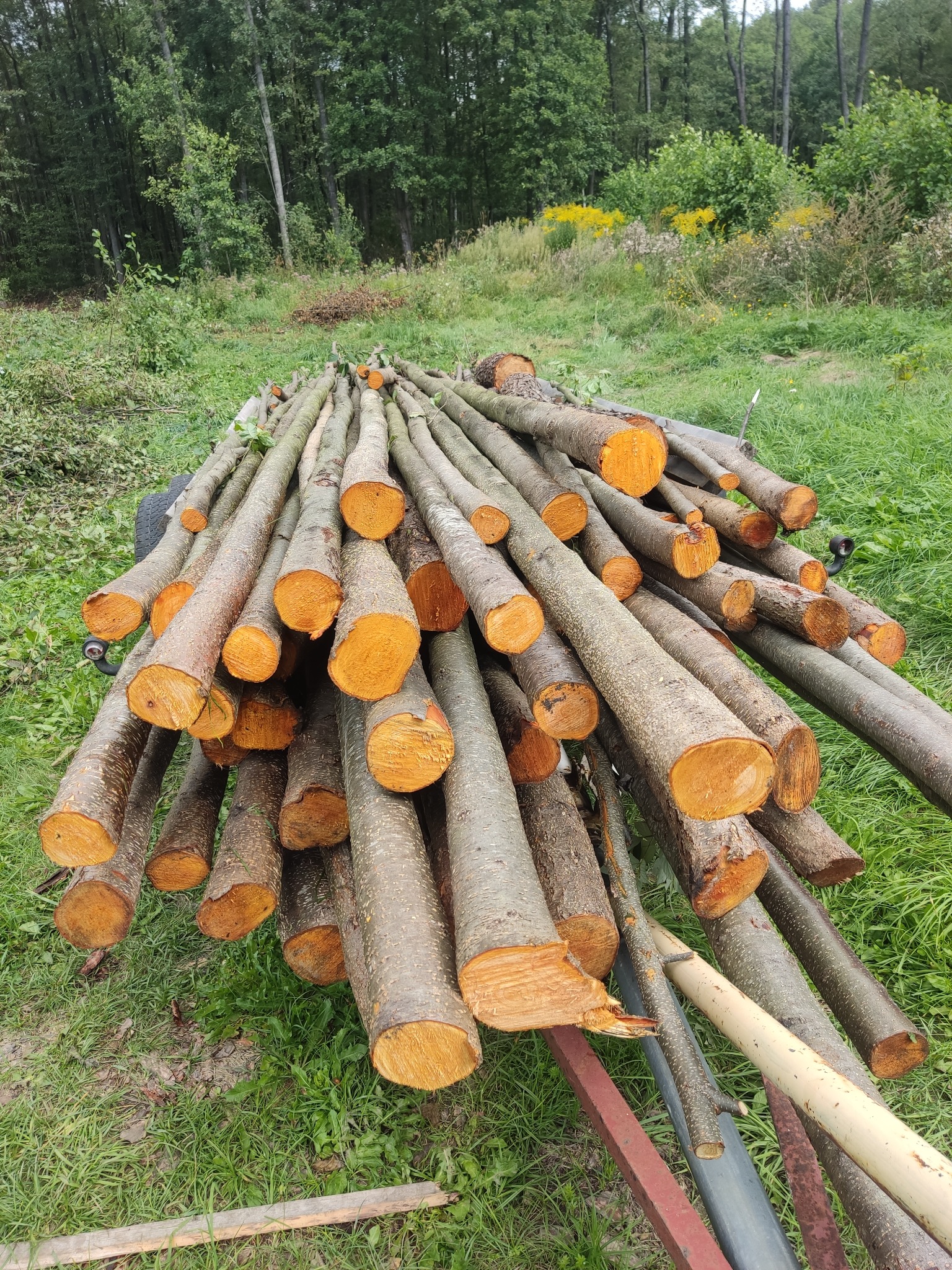 Stos świeżo ściętych, okrąglaków drewna na przyczepce, z widocznymi pomarańczowymi przekrojami, na tle zielonej trawy i drzew.