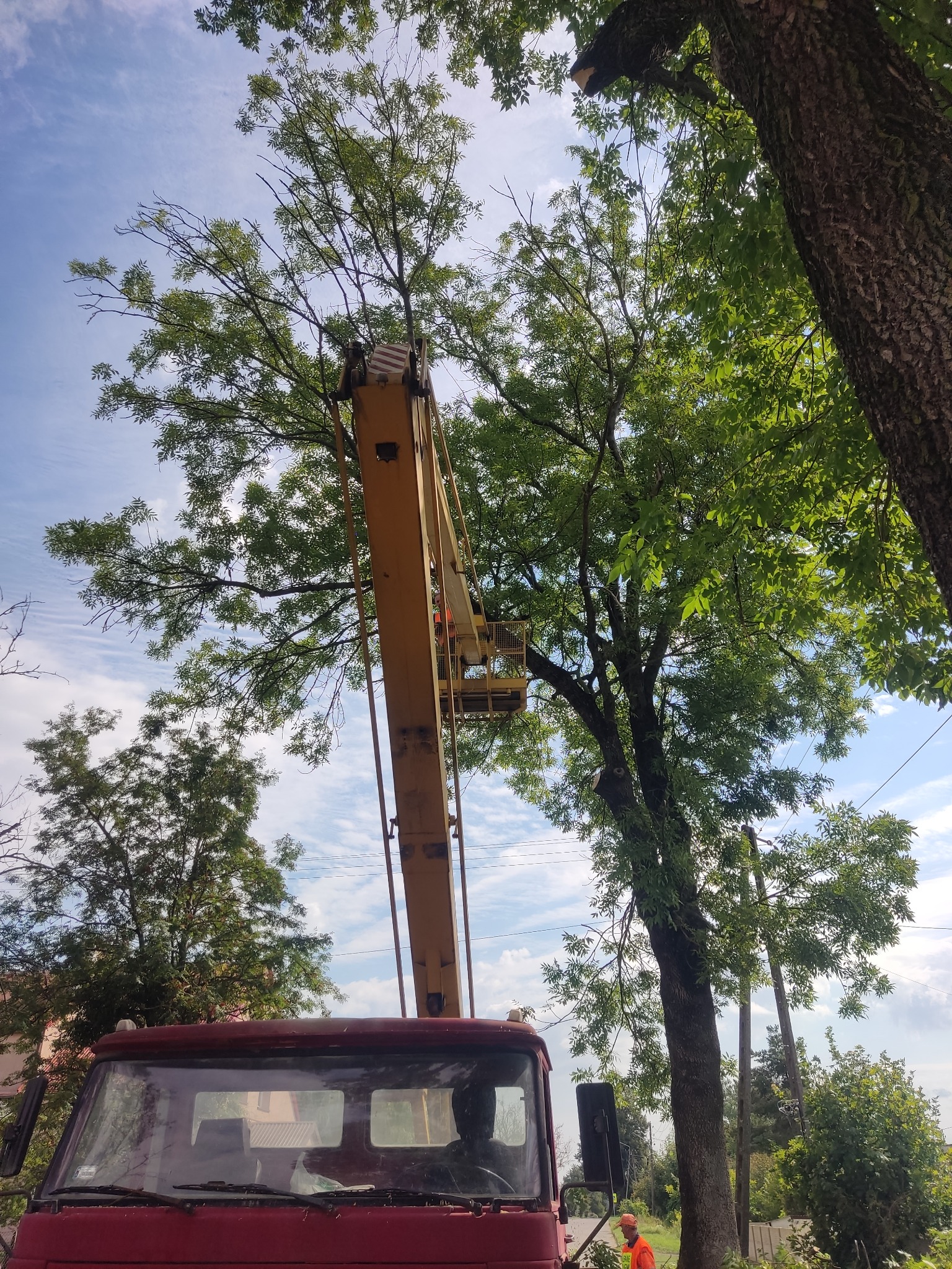 Wycinka drzew z podnośnika koszowego. Widok z dołu na żółty podnośnik i koronę drzewa na tle błękitnego nieba. Czerwona kabina samochodu na pierwszym planie.