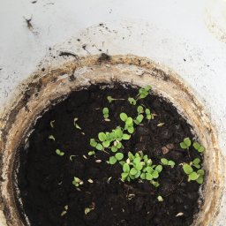 Pielęgnacja ogrodów Gorzów Wielkopolski 3