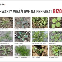 Pielęgnacja ogrodów Gorzów Wielkopolski 1