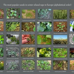 Pielęgnacja ogrodów Gorzów Wielkopolski 2