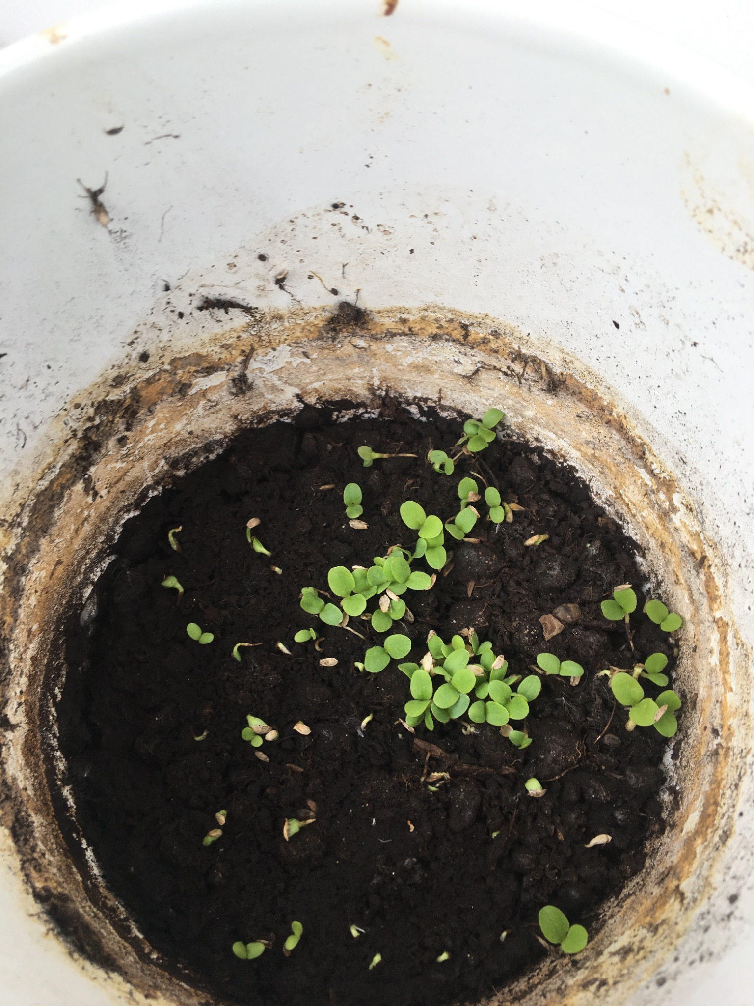 Wnętrze doniczki z ziemią, w której kiełkują małe, zielone roślinki. Widok z góry na wczesny etap wzrostu roślin.