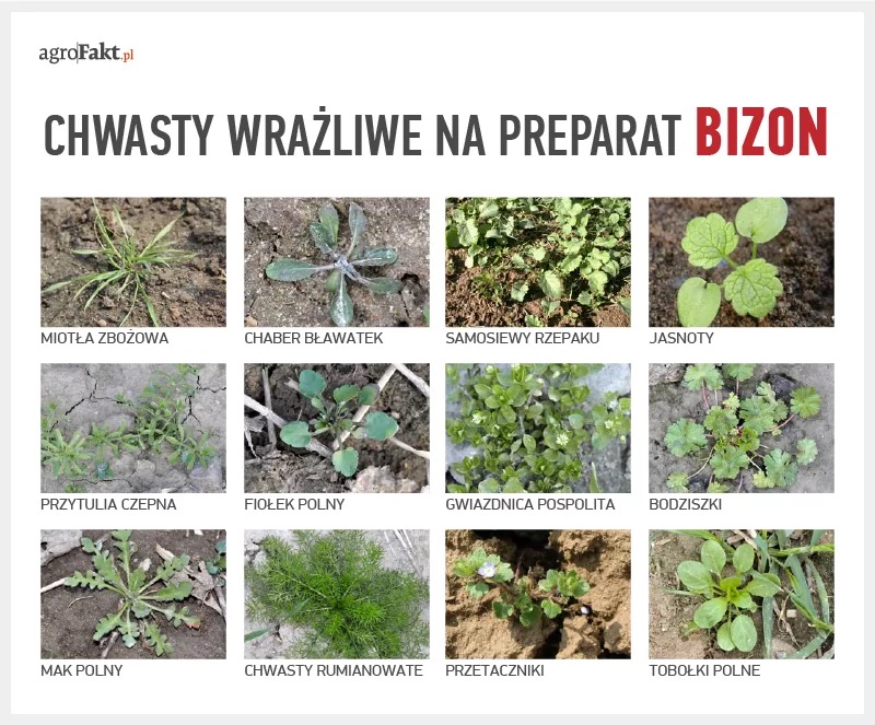 Plansza informacyjna z 12 zdjęciami różnych chwastów (miotła zbożowa, chaber bławatek i inne) wrażliwych na preparat Bizon, z nazwami pod zdjęciami.