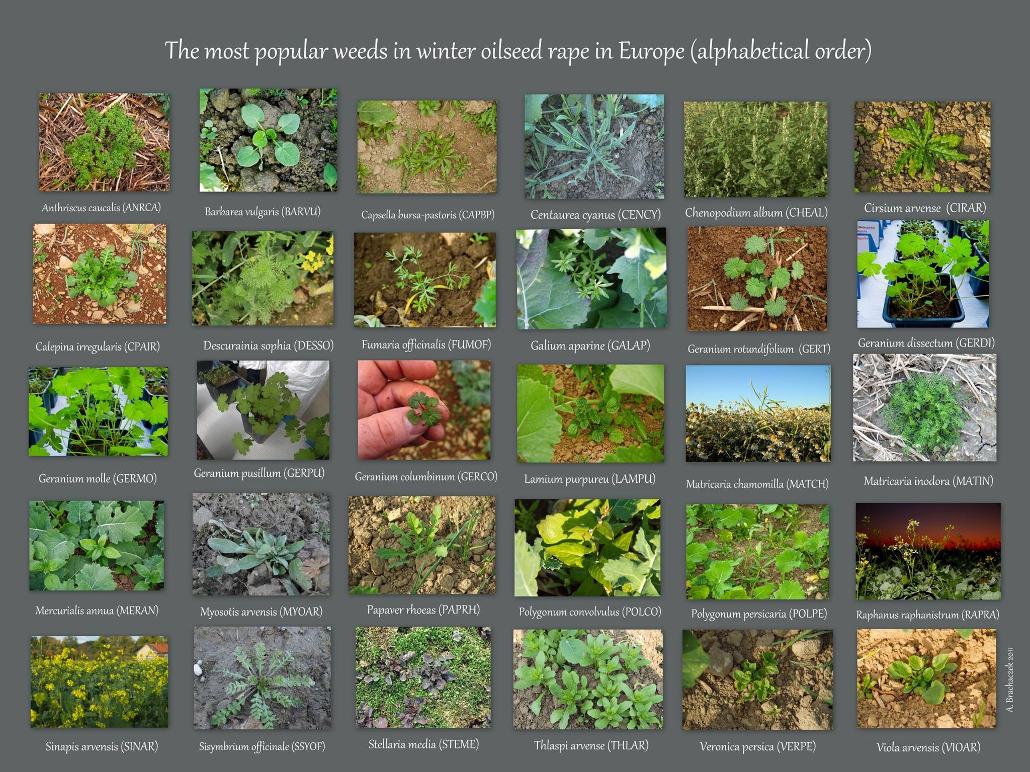 Plansza z ilustracjami chwastów w rzepaku ozimym w Europie, ułożonych alfabetycznie. Badanie roślinności z Gorzowa Wielkopolskiego.