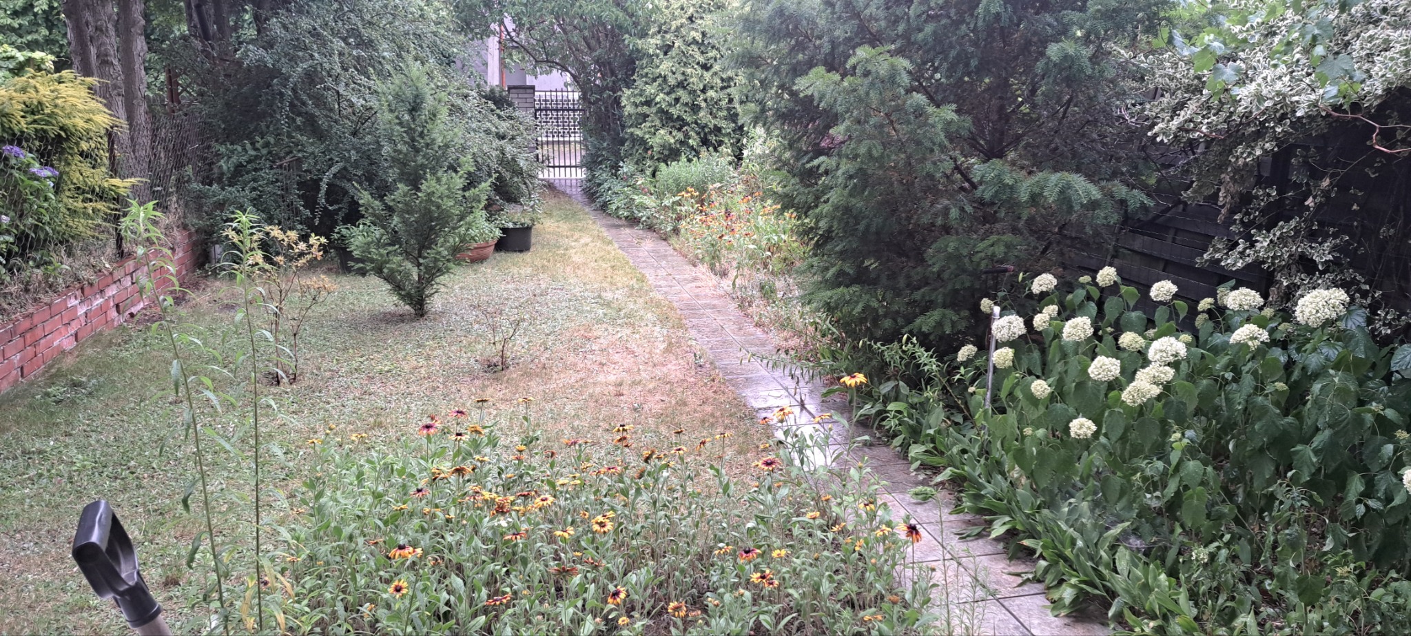 Długi, wąski ogród z kamienną ścieżką, kwiatami rudbekii i hortensji. W tle metalowa brama i bujna zieleń drzew. Widoczny fragment szpadla w lewym dolnym rogu.