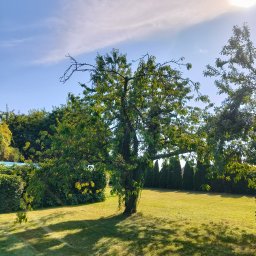 Gałązka&Spółka - Rozłożyste drzewo z zielonymi liśćmi na tle zadbanego trawnika i żywopłotu z tuj. Słoneczny dzień, cień drzewa na trawie.