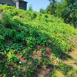 Wycinka drzew Tychy 3