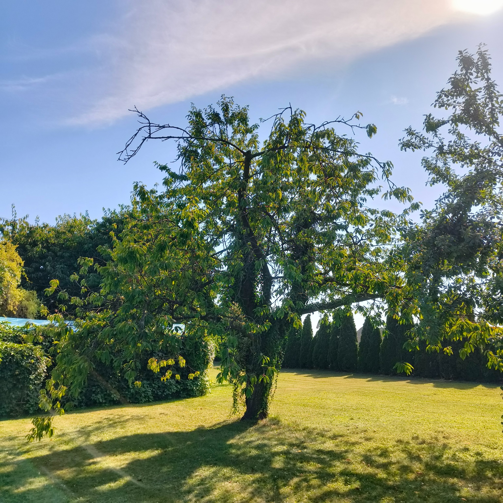 Rozłożyste drzewo z zielonymi liśćmi na tle zadbanego trawnika i żywopłotu z tuj. Słoneczny dzień, cień drzewa na trawie.