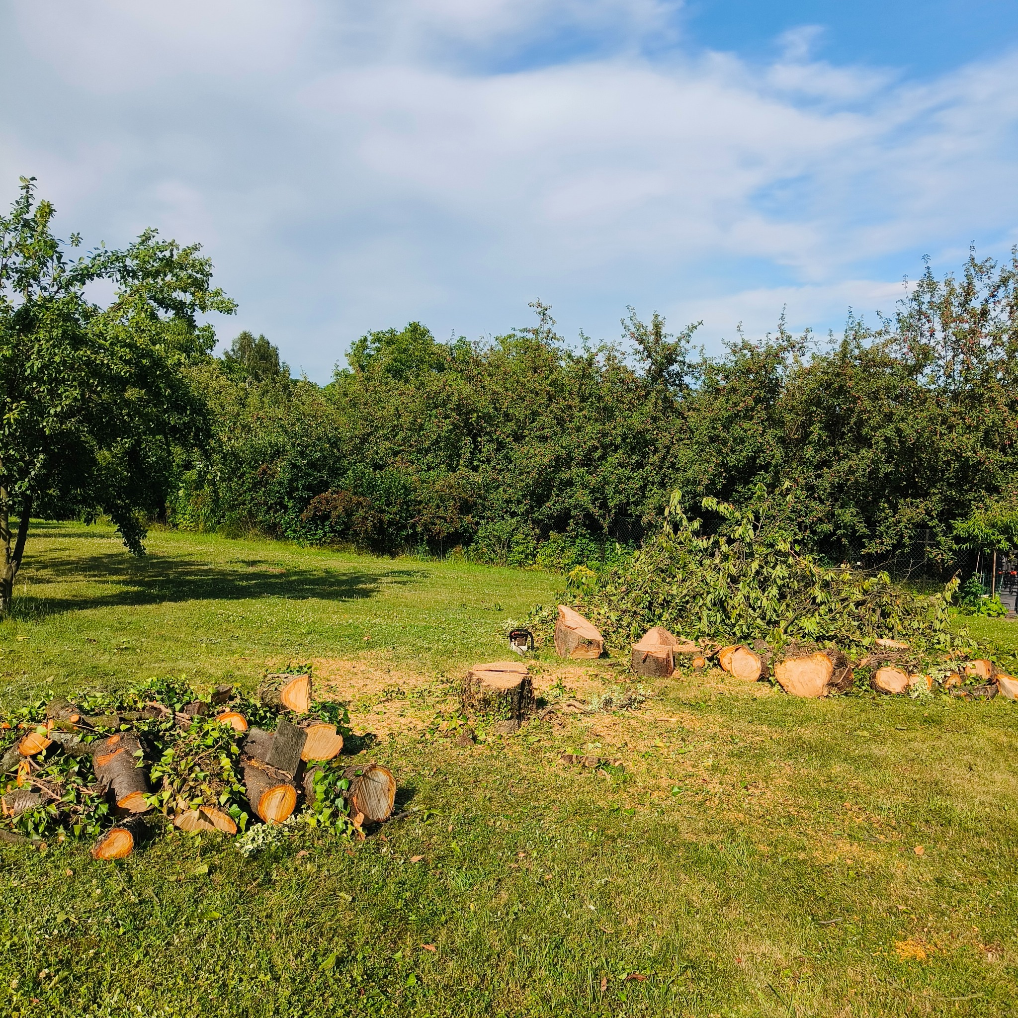 Ścięte pnie i gałęzie drzew na trawniku po wycince. Widoczne pozostałości po pracy ogrodniczej w słoneczny dzień, zieleń drzew i błękit nieba w tle.
